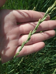 Thinopyrum elongatum