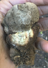 Caloboletus frustosus