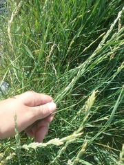 Thinopyrum elongatum
