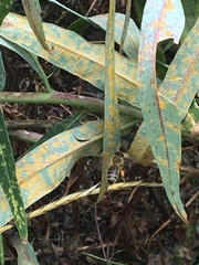 Pucciniastrum epilobii