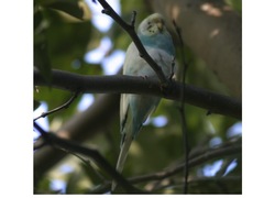Melopsittacus undulatus domesticus