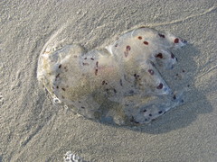 Desmonema gaudichaudi