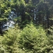 Grand Fir - Photo no rights reserved, uploaded by rockybajada