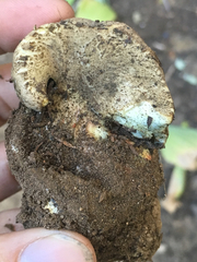 Caloboletus frustosus