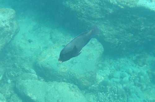 Raggedfin parrotfish (Chlorurus rhakoura) — Scaridae — 5