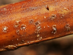 Hispidula dicksoniae