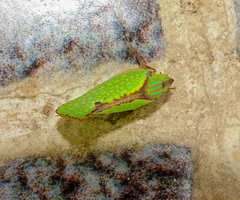 Salurnis marginella