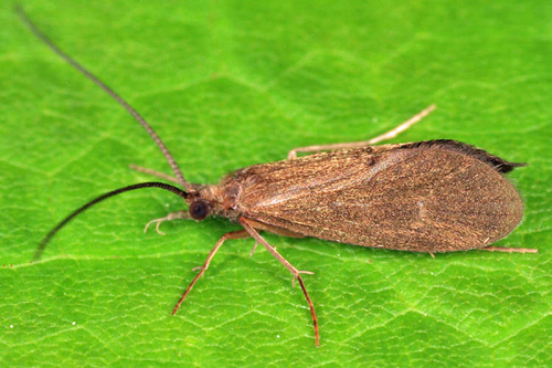 Phylocentropus lucidus
