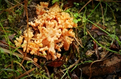Ramaria capitata