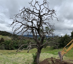 Escallonia paniculata