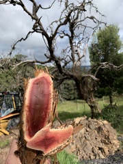 Escallonia paniculata