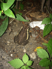 Bufo formosus