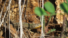 Podarcis melisellensis