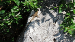 Podarcis melisellensis