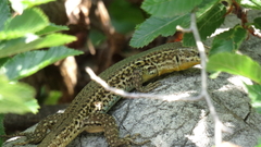 Podarcis melisellensis