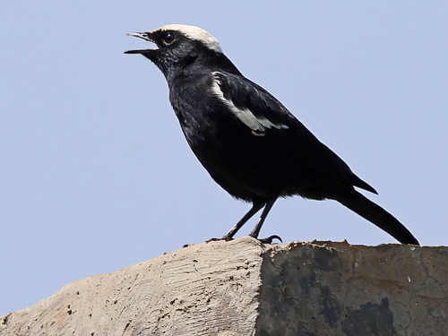 Ruaha Chat