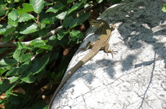 Podarcis melisellensis