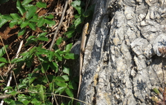 Podarcis melisellensis