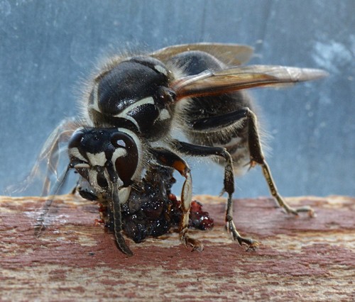 Bald-faced Hornet, photo 2 of 10