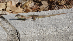 Podarcis melisellensis