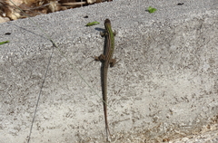 Podarcis melisellensis