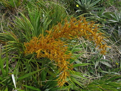 Aciphylla ferox