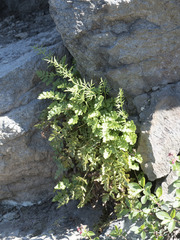 Cryptogramma cascadensis
