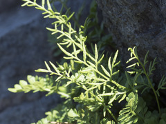 Cryptogramma cascadensis