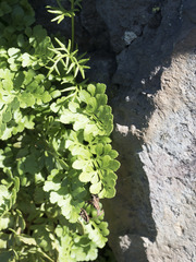 Cryptogramma cascadensis