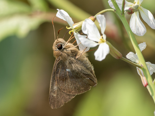 Hasora anura de Nicéville, 1889
