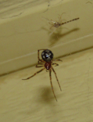 Steatoda triangulosa