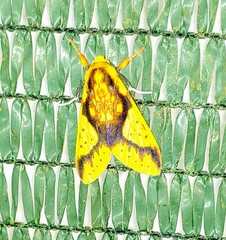Symphlebia