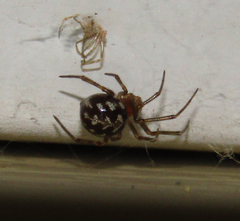 Steatoda triangulosa