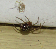 Steatoda triangulosa