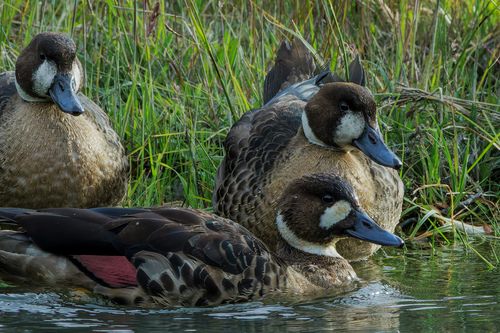 Bronze-winged Duck (Speculanas specularis), photo 5