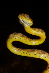 Thackeray's Cat Snake photo 5