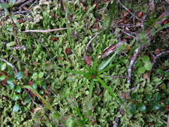 Drosera stenopetala