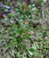Drosera stenopetala