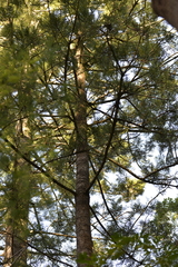 Araucaria cunninghamii