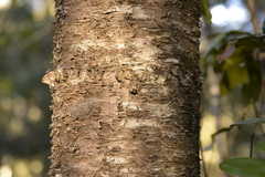 Araucaria cunninghamii