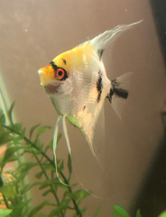 Pterophyllum scalare