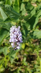 Orbexilum onobrychis