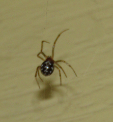 Steatoda triangulosa