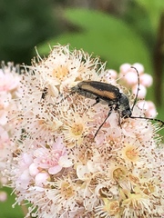 Brachyleptura brevis