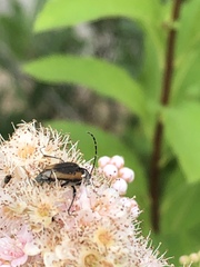 Brachyleptura brevis