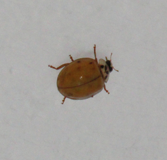 Harmonia axyridis