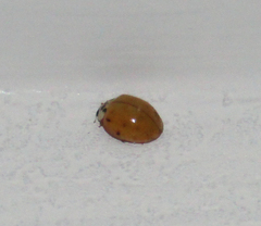 Harmonia axyridis