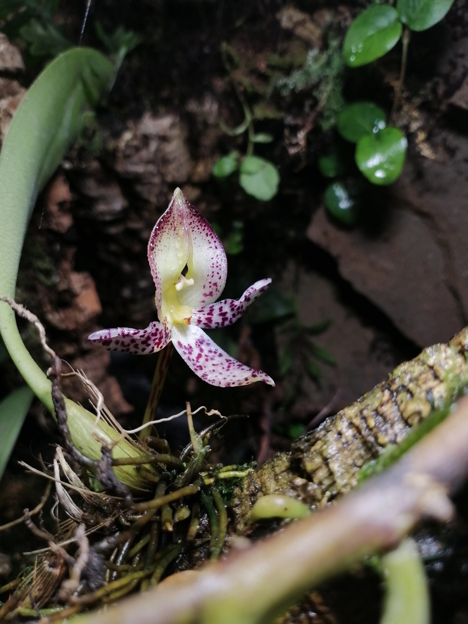 Bulbophyllum macranthum (Bulbophyllum macranthum)