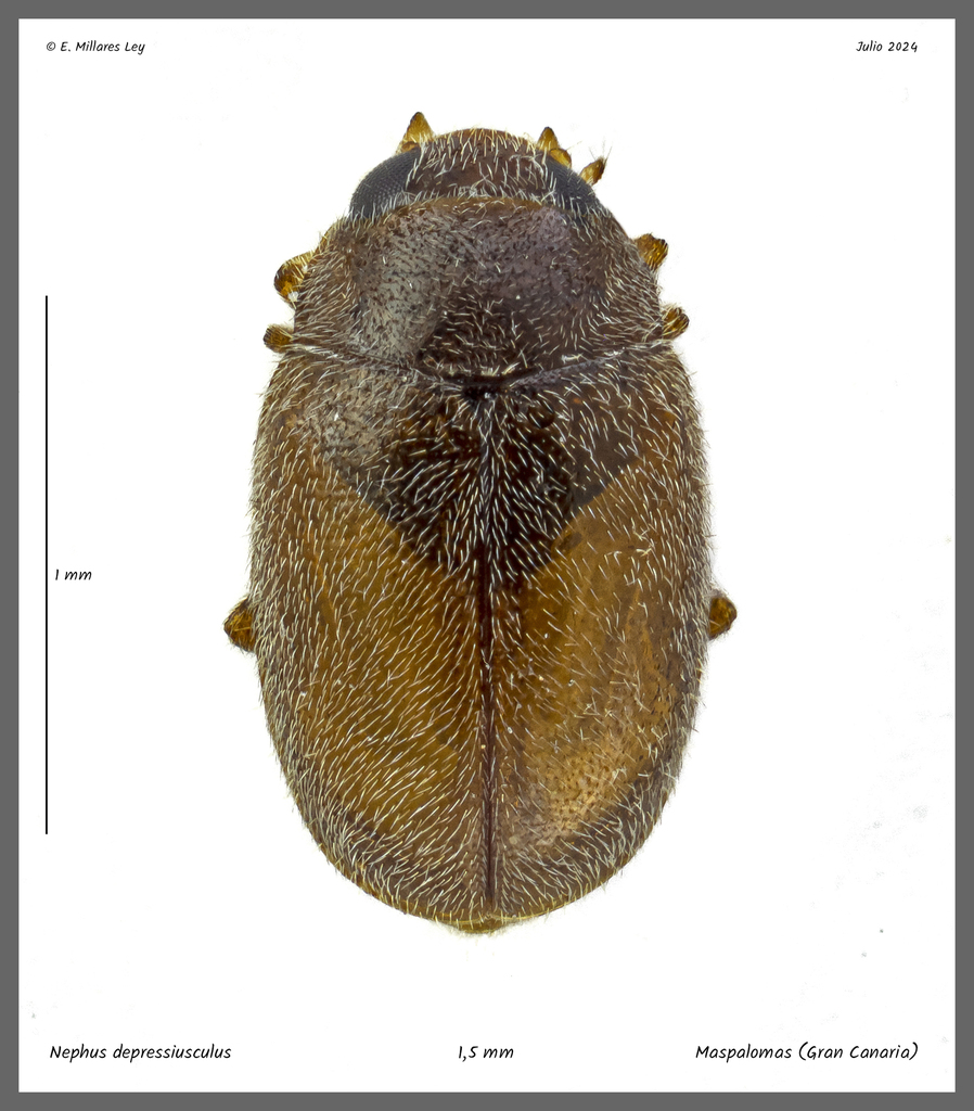 Nephus depressiusculus