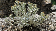 Pentanema verbascifolium